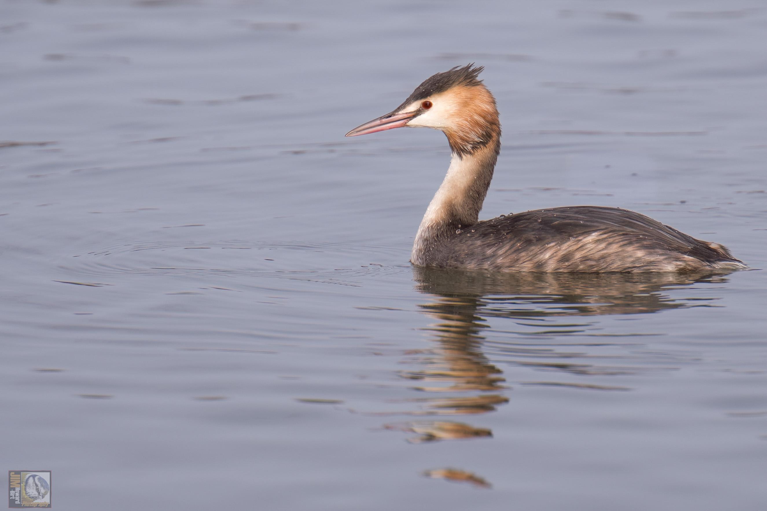 The Great Crested Grebe is a delightful, elegant waterbird with decorative head plumes