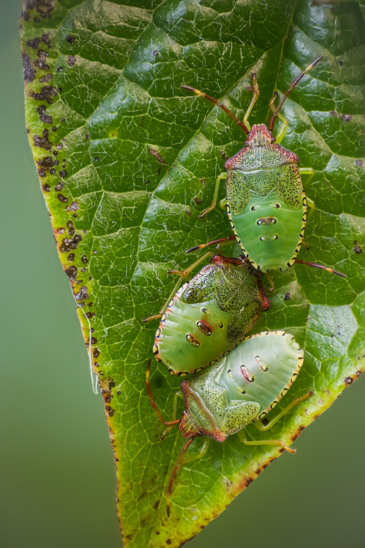 a close up image of three late-stage nymphs of a shieldbug, green with black speckles and a reddish tinge across the front of the face and thorax. They're sitting on a late-summer leaf, starting to turn for autumn, with brown spots and yellow edges showing