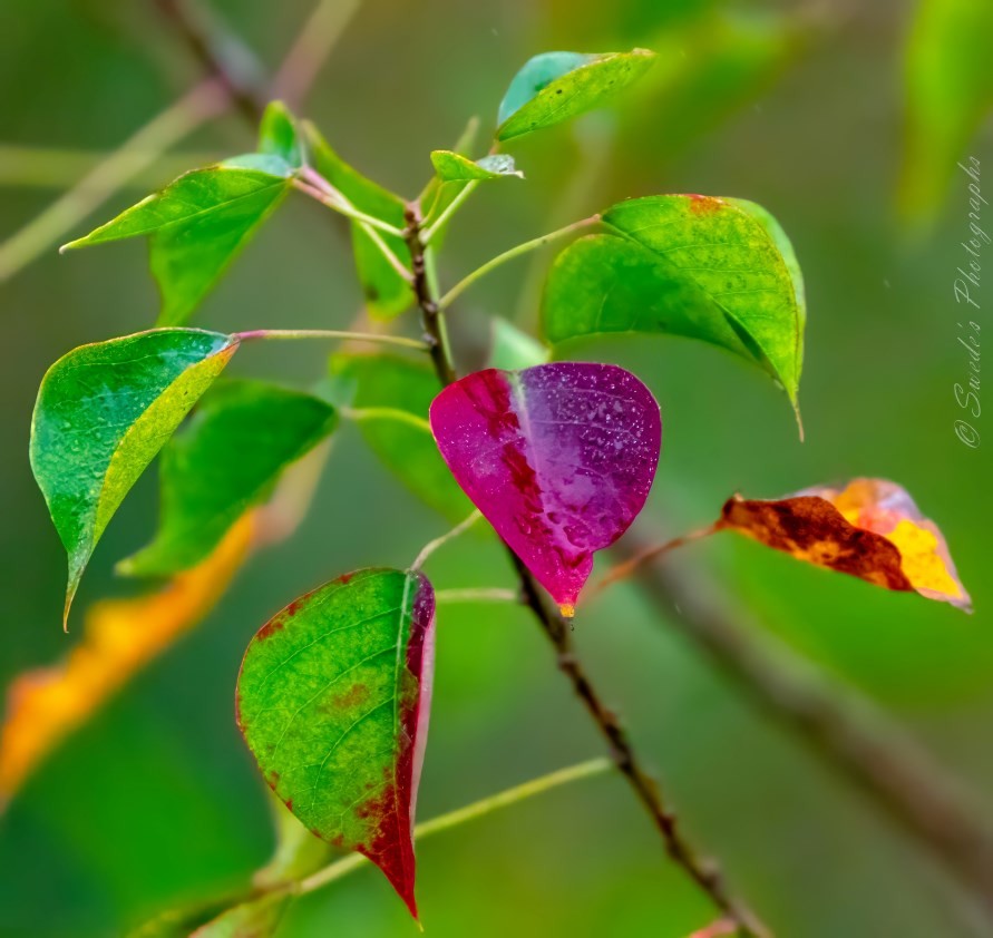 "The image shows a close-up view of a plant with several leaves. The leaves are primarily green, but some exhibit a mix of colors, including yellow, brown, and a striking magenta. The magenta leaf in the center stands out prominently against the green foliage, making it an interesting focal point. The leaves appear to be wet, suggesting recent rain or dew. The background is blurred, highlighting the leaves in the foreground. The image is vibrant and captures the beauty of nature's changing colors. There is also a watermark on the right side of the image that reads "© Swede's Photographs."

Nature's colors are always so fascinating, especially when they show such a variety in a single plant." - Copilot