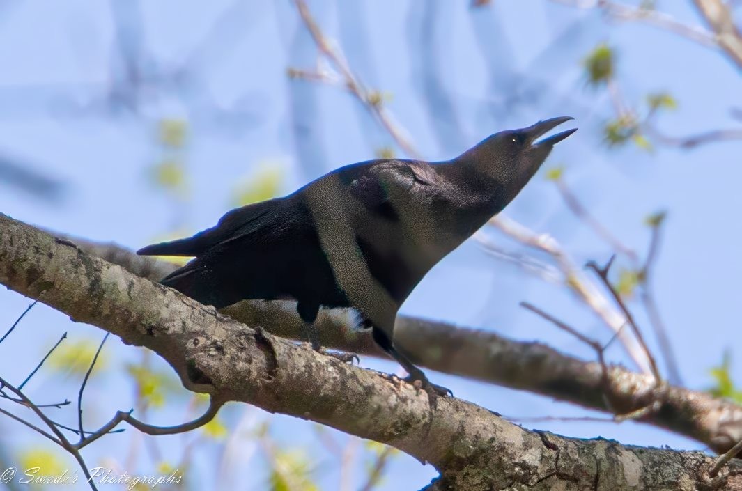 In this image a crow perches on a limb facing to the right. The crow is black from tail to beak. This crow has its head raised and beak parted calling out to tother crows. The background is out of focus leaves, limbs, and blue sky.