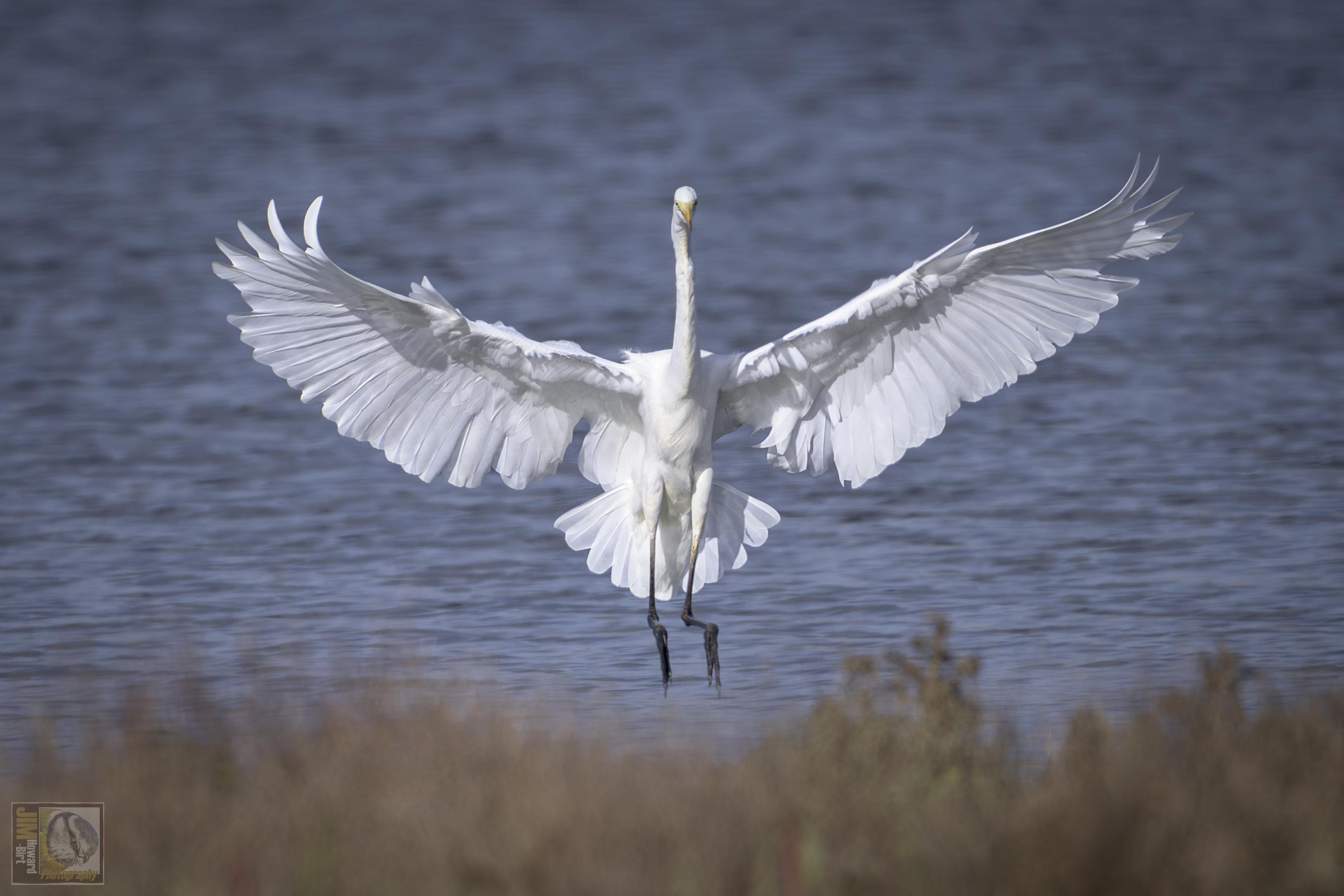 A large white heron with its wings spread