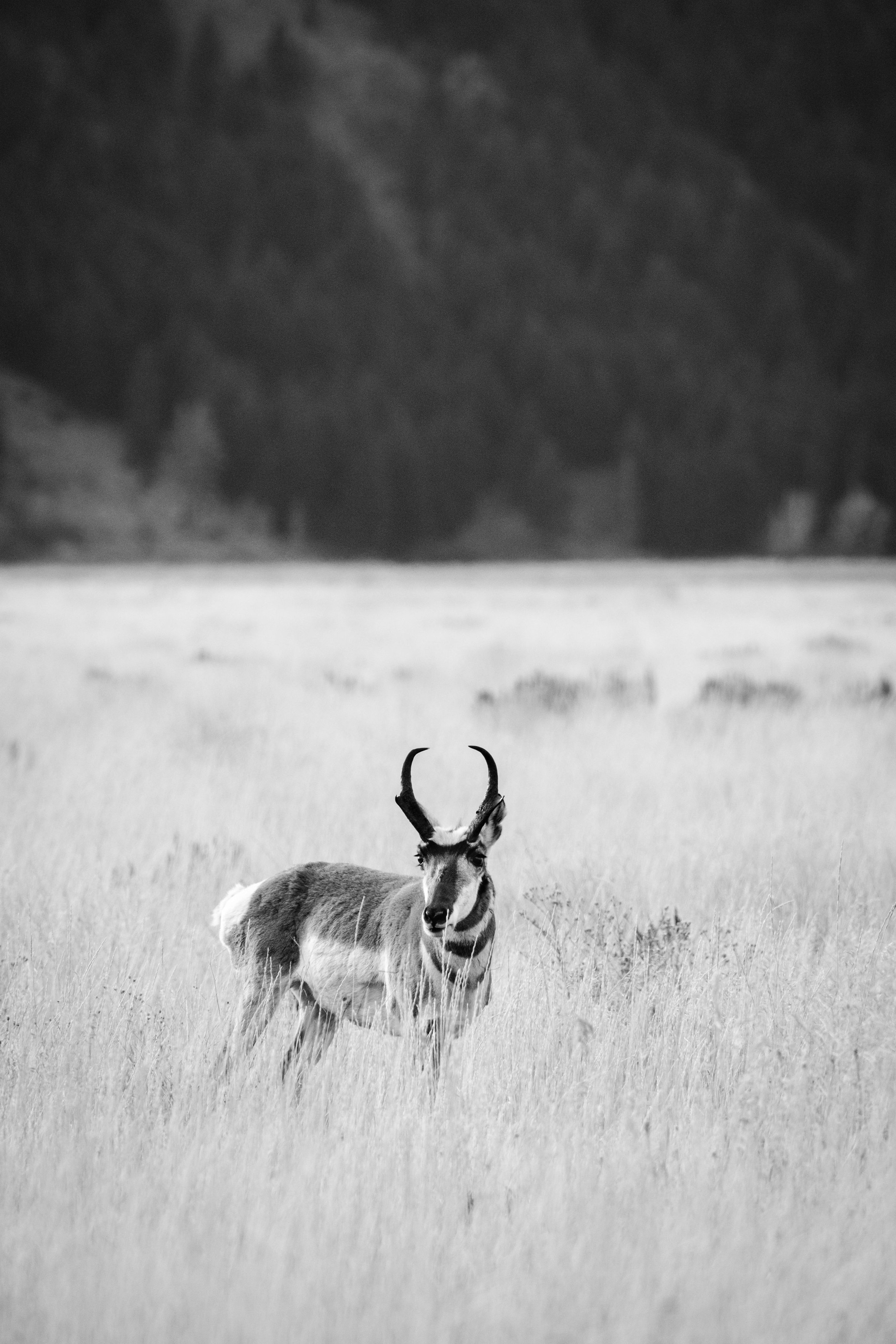 A male pronghorn in Antelope Flats, Grand Teton National Park.