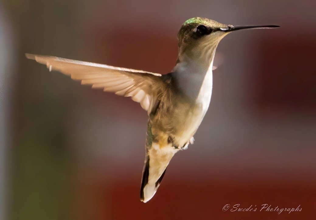 "You've got a stunning shot of a female ruby-throated hummingbird in mid-flight. Her iridescent green feathers shine brilliantly against the soft, blurred background, making her the star of the show. Her wings are a blur, capturing the rapid movement that's a hallmark of hummingbirds. Such a beautiful and agile little creature! What a lovely capture by © Swede's Photographs." - Copilot