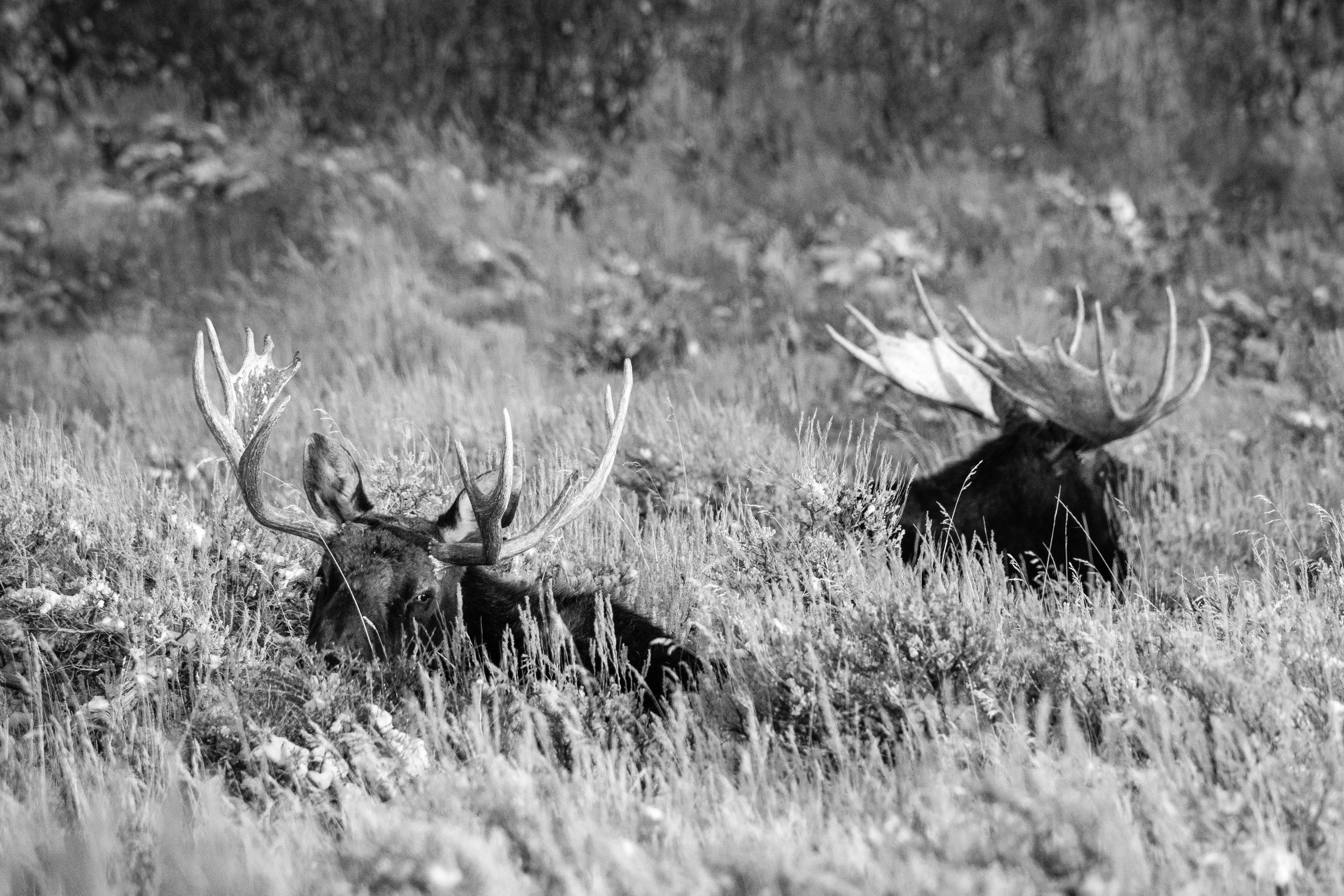 Two bull moose lying down in the brush at Antelope Flats in Grand Teton National Park.