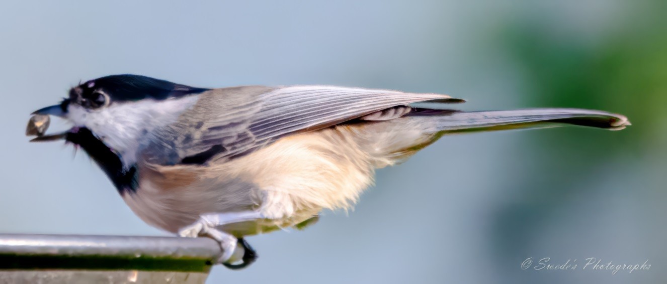 "The image shows a Carolina Chickadee, a small bird with a distinctive appearance. It has a black cap and bib, white cheeks, and a gray back and wings. The bird is perched on the edge of a feeder or platform, holding a seed in its short, stout beak. The background is blurred, making the bird the clear focal point. This image captures the delicate details of the Chickadee’s plumage and its feeding behavior in a natural setting. - Copilot