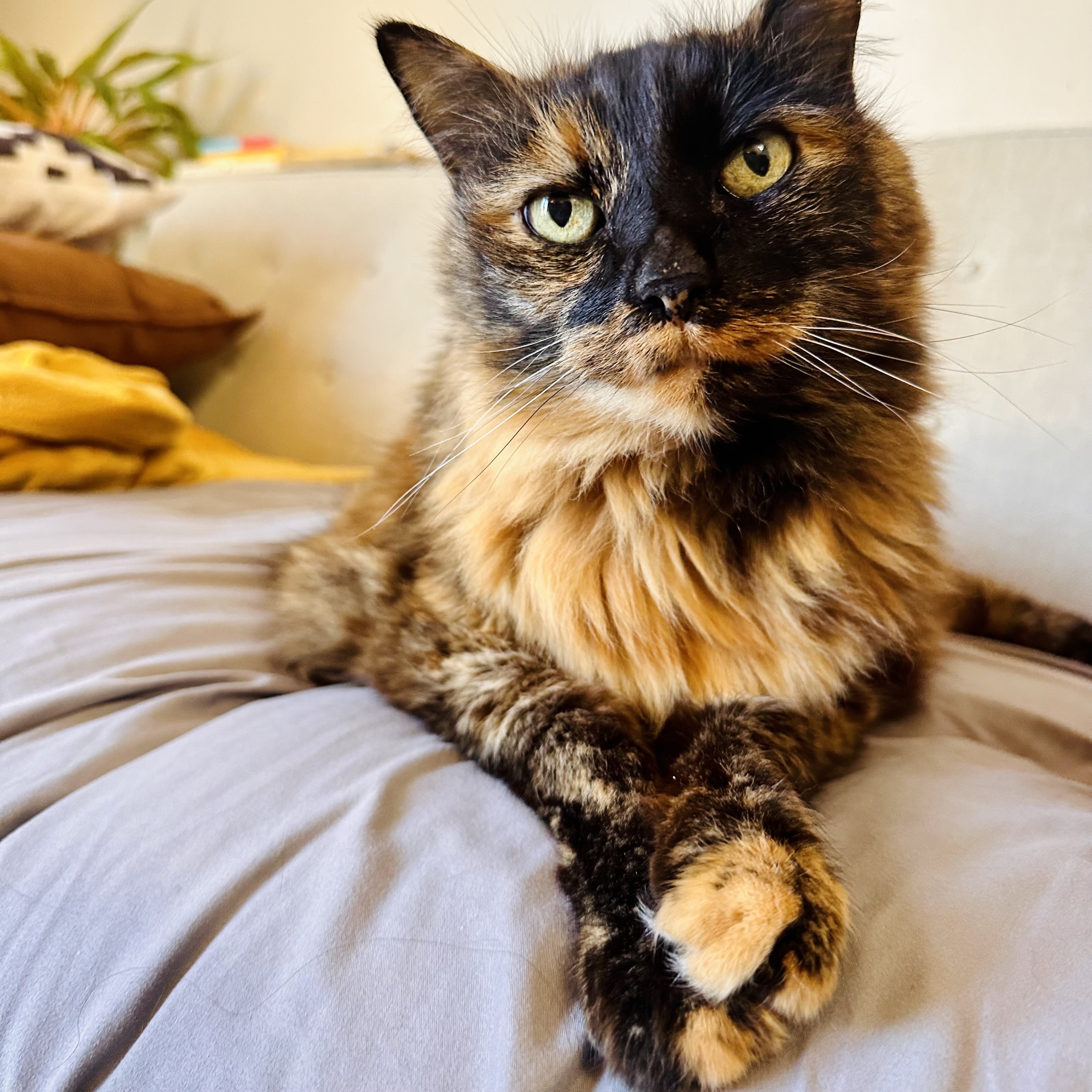 A senior tortie sitting on a couch with crossed paws 