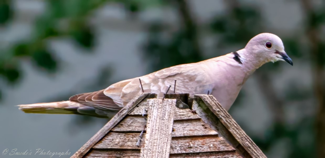 "The image shows a Eurasian Collared Dove perched on a wooden structure. The dove has a light brown to grayish body with a distinctive black collar around its neck. The background is blurred, highlighting the bird as the main subject of the photograph. The wooden structure appears weathered and has some nails protruding from it. The photograph is signed with "© Swede's Photographs" in the bottom left corner. This image is interesting because it captures the detailed features of the Eurasian Collared Dove, a bird known for its soft cooing calls and widespread presence in urban and rural areas." - Copilot