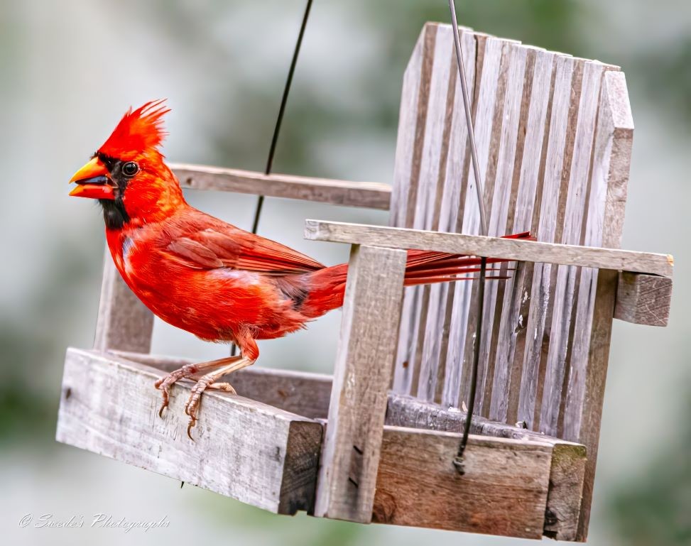 "The image shows a bright red northern cardinal perched on a feeder that looks like a small porch swing. The feeder is made of light-colored wooden slats, with a backrest and seat similar to a traditional porch swing, and it hangs by two thin cables. The cardinal has a distinctive crest on its head, and its feathers are various shades of red, with darker areas around its face and wings. Its sharp, orange beak is slightly open holding a black sunflower seed, and it grips the edge of the feeder with its claws." - Copilot with edits