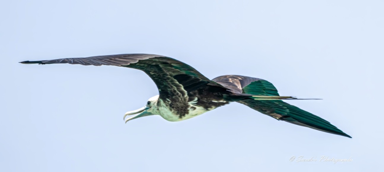 "The image shows a magnificent frigate bird in flight against a clear blue sky. The bird’s impressive wingspan and distinctive forked tail are clearly visible, showcasing its adept flying abilities over tropical oceans. The bird’s black feathers contrast beautifully with the bright blue background, making it a striking and elegant subject in the photograph." - Copilot

"Magnificent Frigatebirds are large seabirds with long, angular wings. They have a deeply forked tail that is often held closed in a point. The bill is long and sturdy with a prominently hooked tip. Magnificent Frigatebirds are mostly black, but females and young birds have varying amounts of white on the head, chest, and belly. Females have a white chest and a dark head. Juveniles start with a white head and belly and gradually obtain darker heads. ..." - allaboutbirds.org