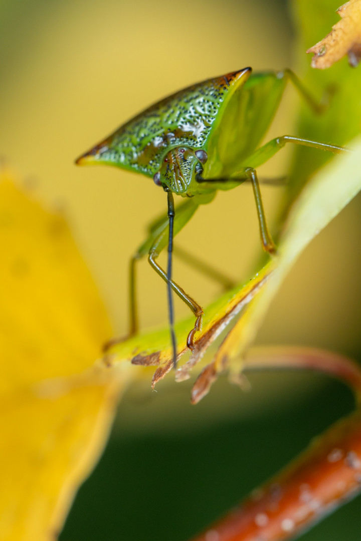 a green bug with brown patches looking into the camera, standing on a green leaf changing to yellow. in the fore and background are bright yellow blurs of the more advanced changing leaves