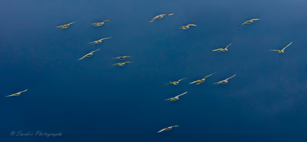 "The image shows a flock of seventeen birds flying against a clear, blue sky. The birds are white and spread out in a scattered formation, stretching from the lower left to the upper right corner of the frame. Their wings are fully extended, suggesting they might be seabirds or large waterfowl. The contrast between the birds and the deep blue sky creates a serene and picturesque scene." - Copilot