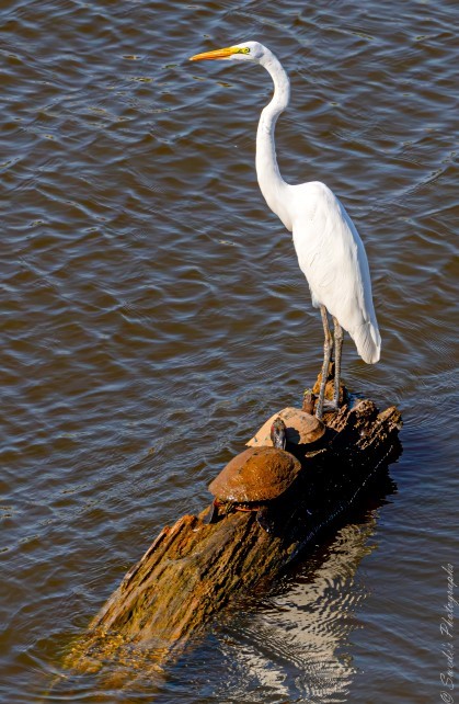 "The image shows a large white egret standing gracefully on a partially submerged log in the water. The egret has a slender neck, a pointed yellow beak, and long black legs with visible toes gripping the wood. Surrounding the log, the water has ripples, reflecting the sunlight. Near the bird’s feet, two turtles with brown shells are basking in the sun. The contrast between the egret’s stark white feathers and the darker tones of the turtles and log creates a striking visual." - Copilot