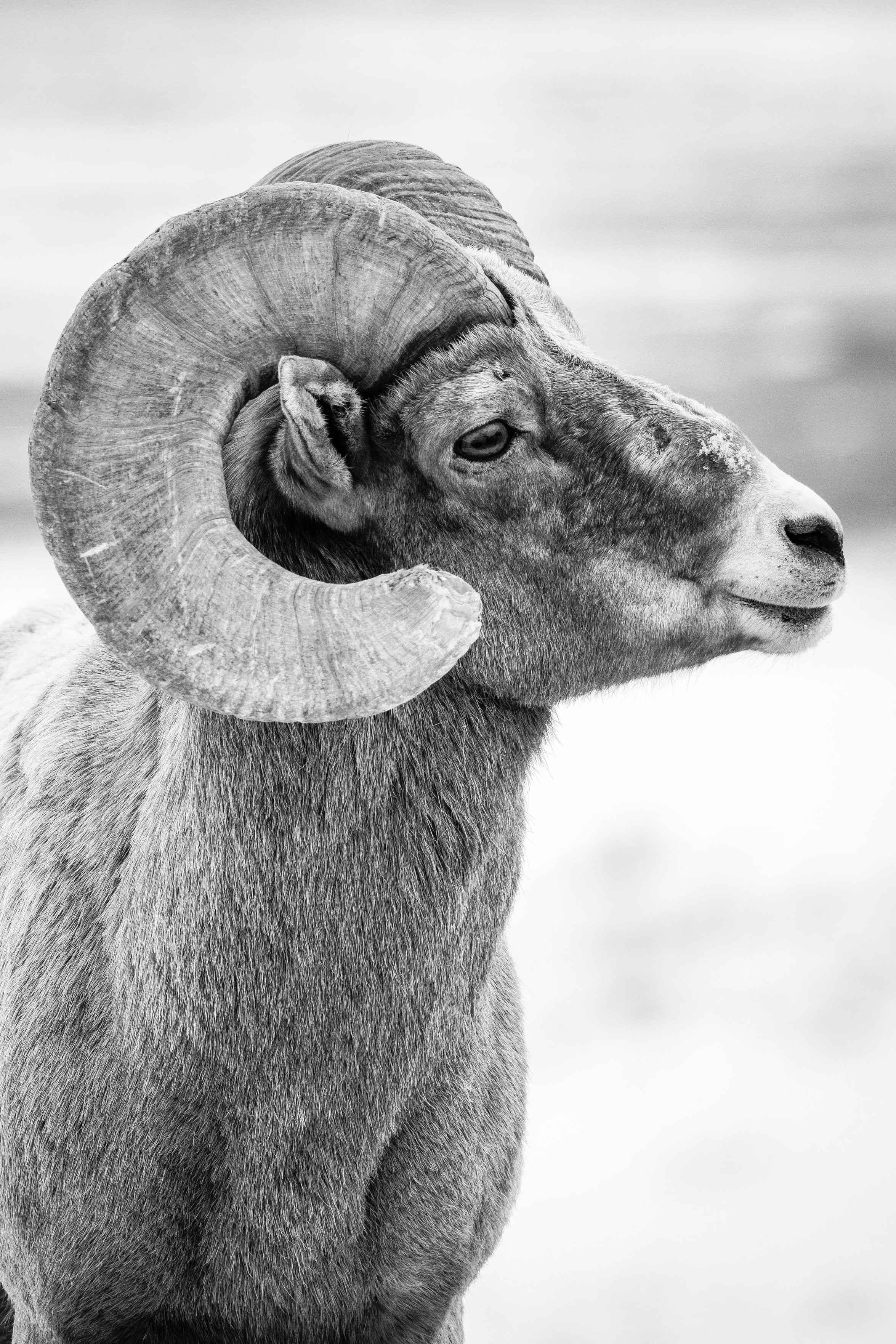 A side portrait of a bighorn ram.