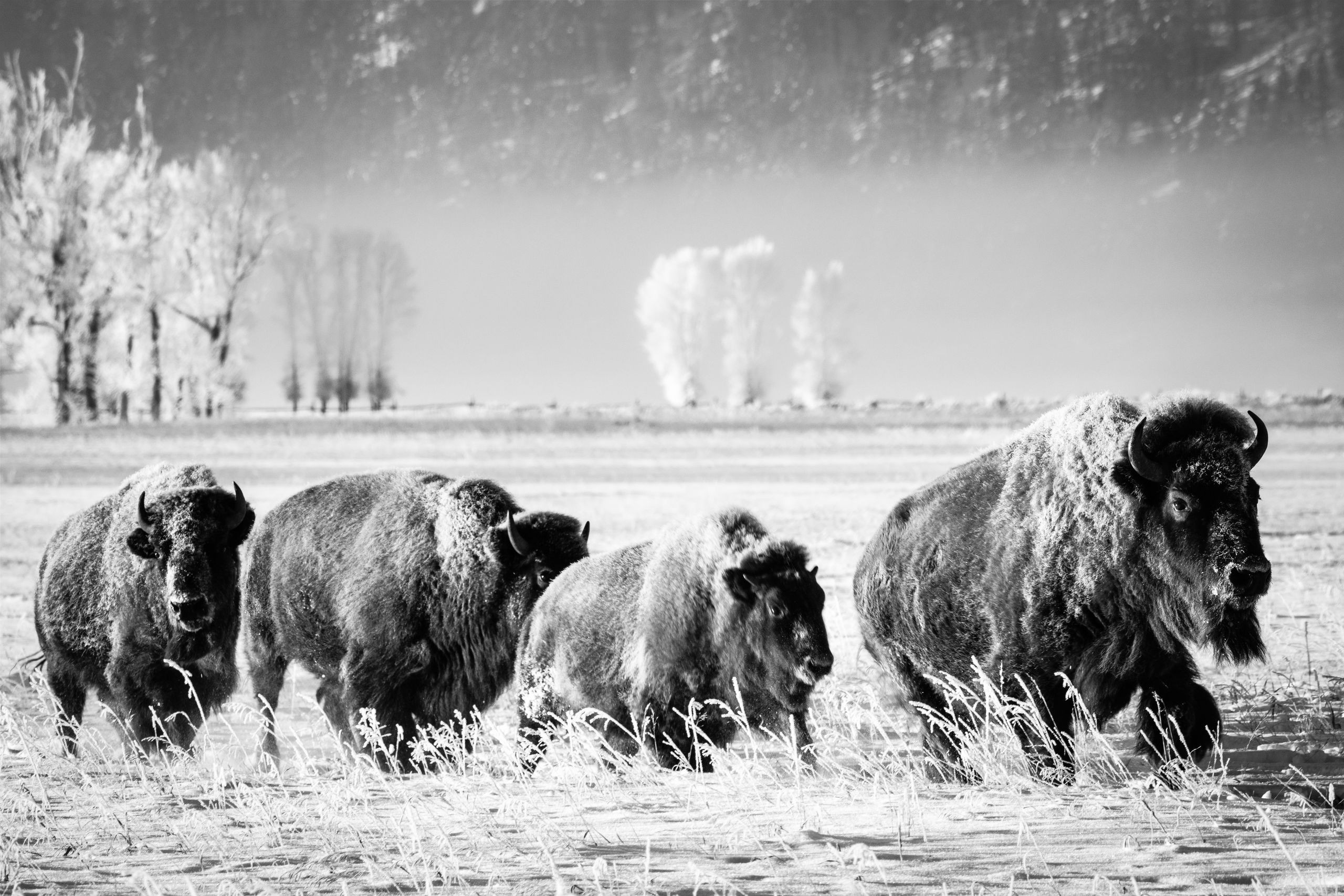 A group of four bison, running in a row on a snow-covered field. In the background, hoarfrost-covered trees in front of a wooded hill, partially visible in the morning fog.