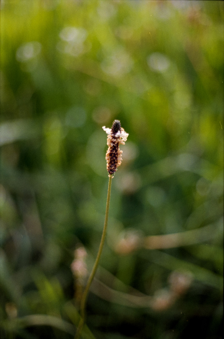 a colour photography of a single plant flowerhead with a dark centre stem and small, white flowers sticking out at regular intervals, almost like a grass flowerhead. the background is a soft, green blur