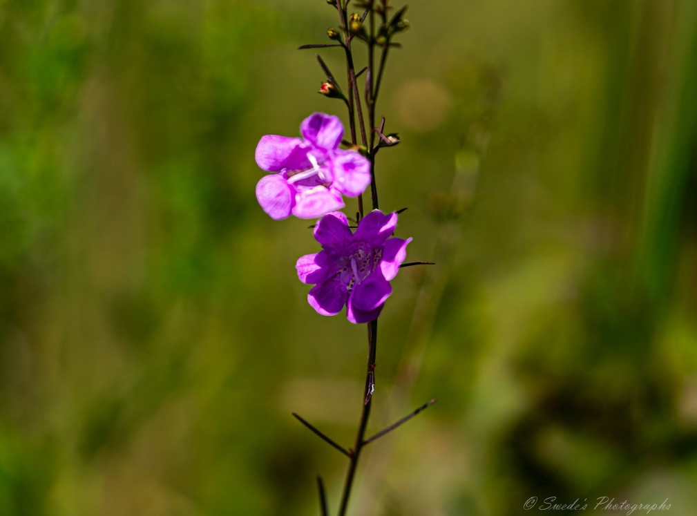 "The image showcases a close-up of a slender plant adorned with two  vibrant purple flowers. The background is blurred, which emphasizes the sharpness and detail of the flowers and the stem. The plant features multiple small, rounded petals that are rich in color, with delicate veins visible on the petals. There are also unopened buds along the stem, indicating ongoing growth. This image beautifully captures the intricate details and natural beauty of the flora, making it a delightful subject for botanical studies or nature photography enthusiasts." Copilot