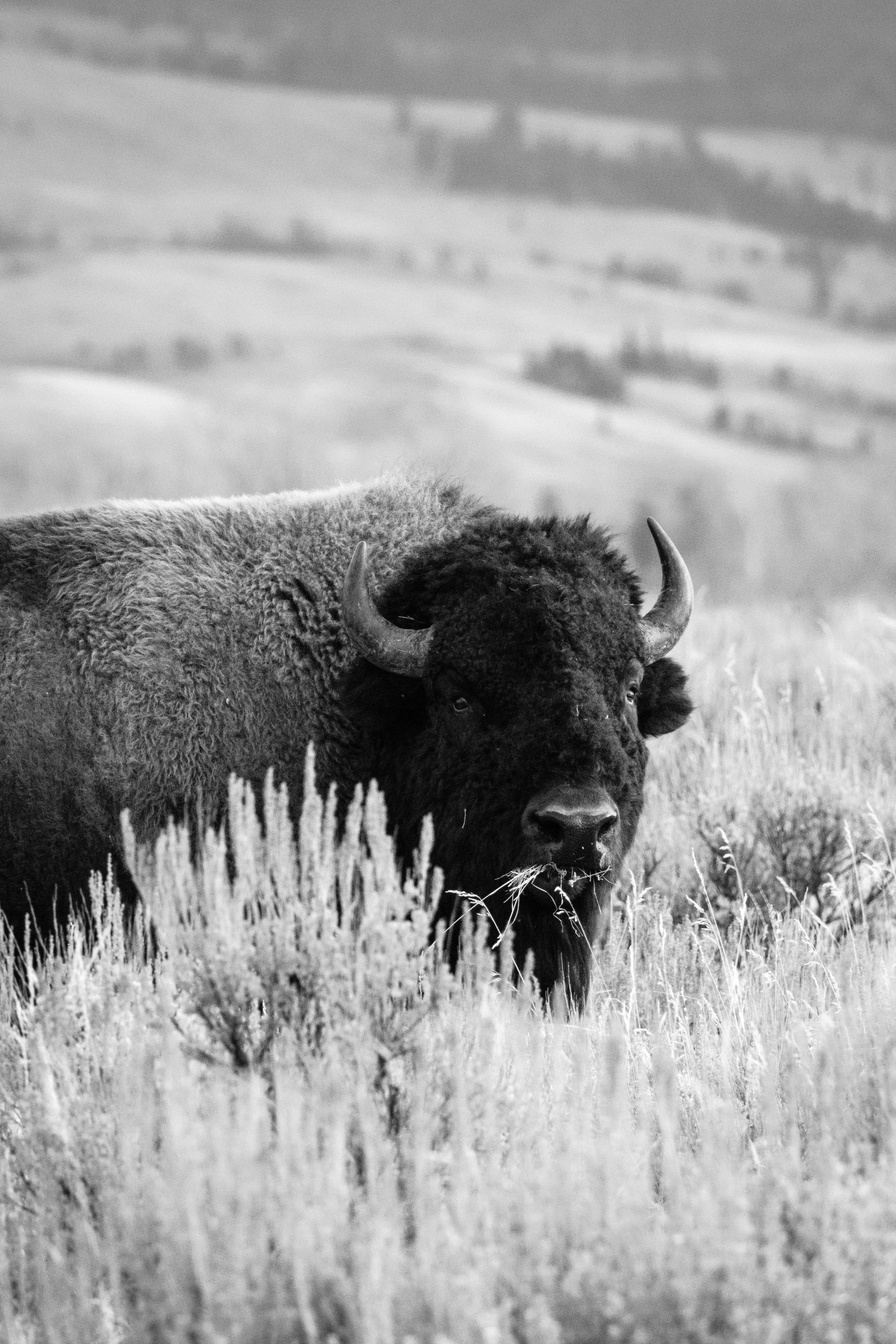 A bison with a mouthful of grass at Antelope Flats, Grand Teton National Park.