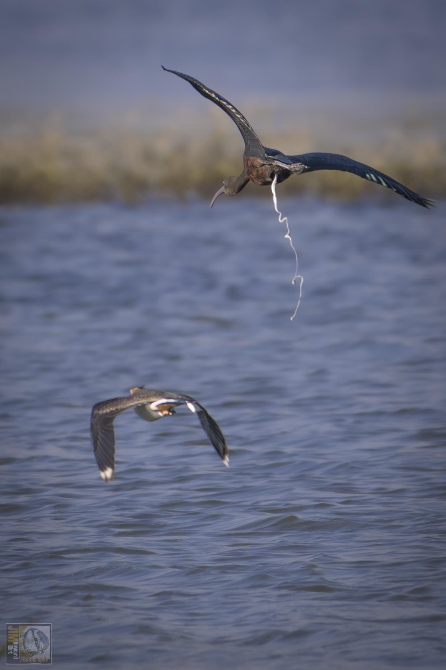 An Ibis and Lapwing in flight