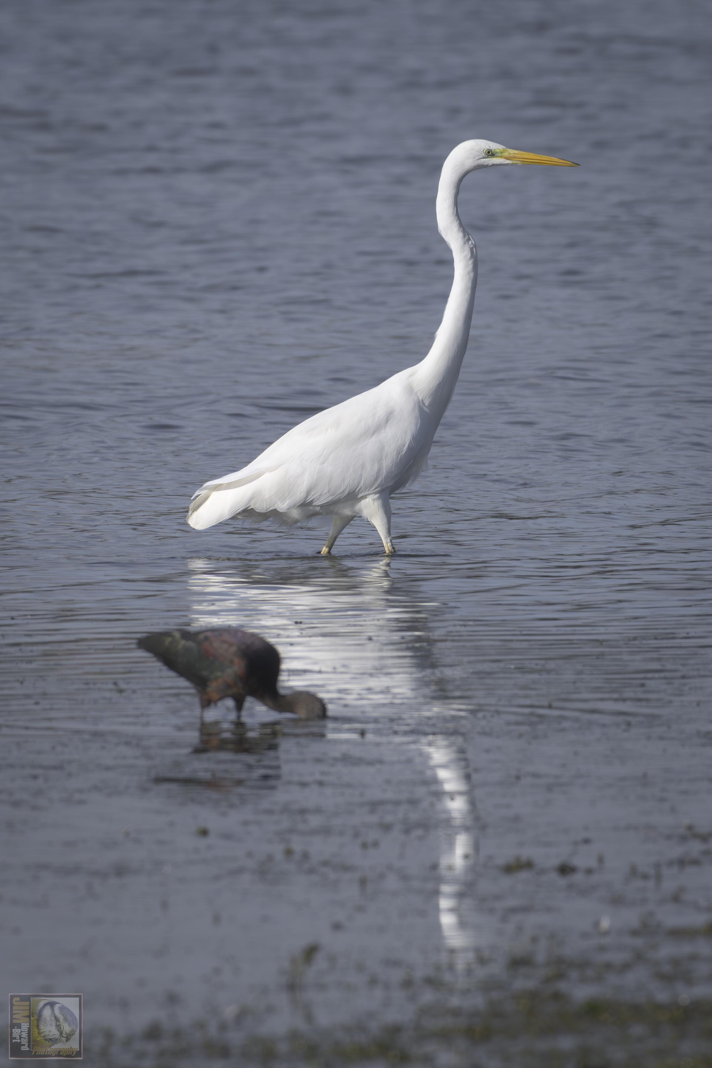 A white heron and a smaller ibis (Family: Pelecaniformes > Threskiornithidae: The ibis is a member of the family that includes storks and spoonbills)

