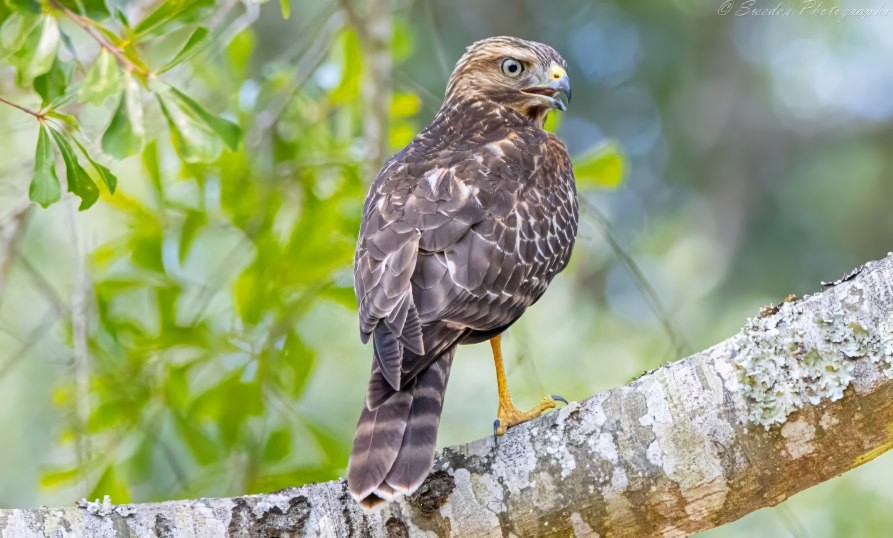 "The image features a red-shouldered hawk perched on a tree branch. The hawk is facing slightly to the side with its back towards the camera, providing a clear view of its profile. The hawk's head faces to the right. Its feathers are predominantly brown with white markings, creating a striking pattern. The bird has yellow legs and a sharp beak, which is slightly open. Its green eyes are focused intently, suggesting it is either on the lookout for prey or surveying its surroundings. The background is blurred but hints at a natural habitat with green foliage, emphasizing the hawk’s presence in the wild. The overall scene captures the majestic and powerful nature of this bird of prey." - Copilot with edits