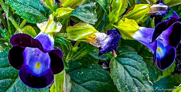 "The image shows a close-up view of a plant with vibrant flowers. The flowers are predominantly purple with a dark, almost black, outer edge and a lighter purple center with a yellow spot. The leaves surrounding the flowers are green with some yellowing and browning, indicating possible aging or environmental stress. The image is detailed and colorful, highlighting the intricate patterns and textures of the flowers and leaves. The photograph is signed with © Swede's Photographs in the bottom right corner." - Copilot