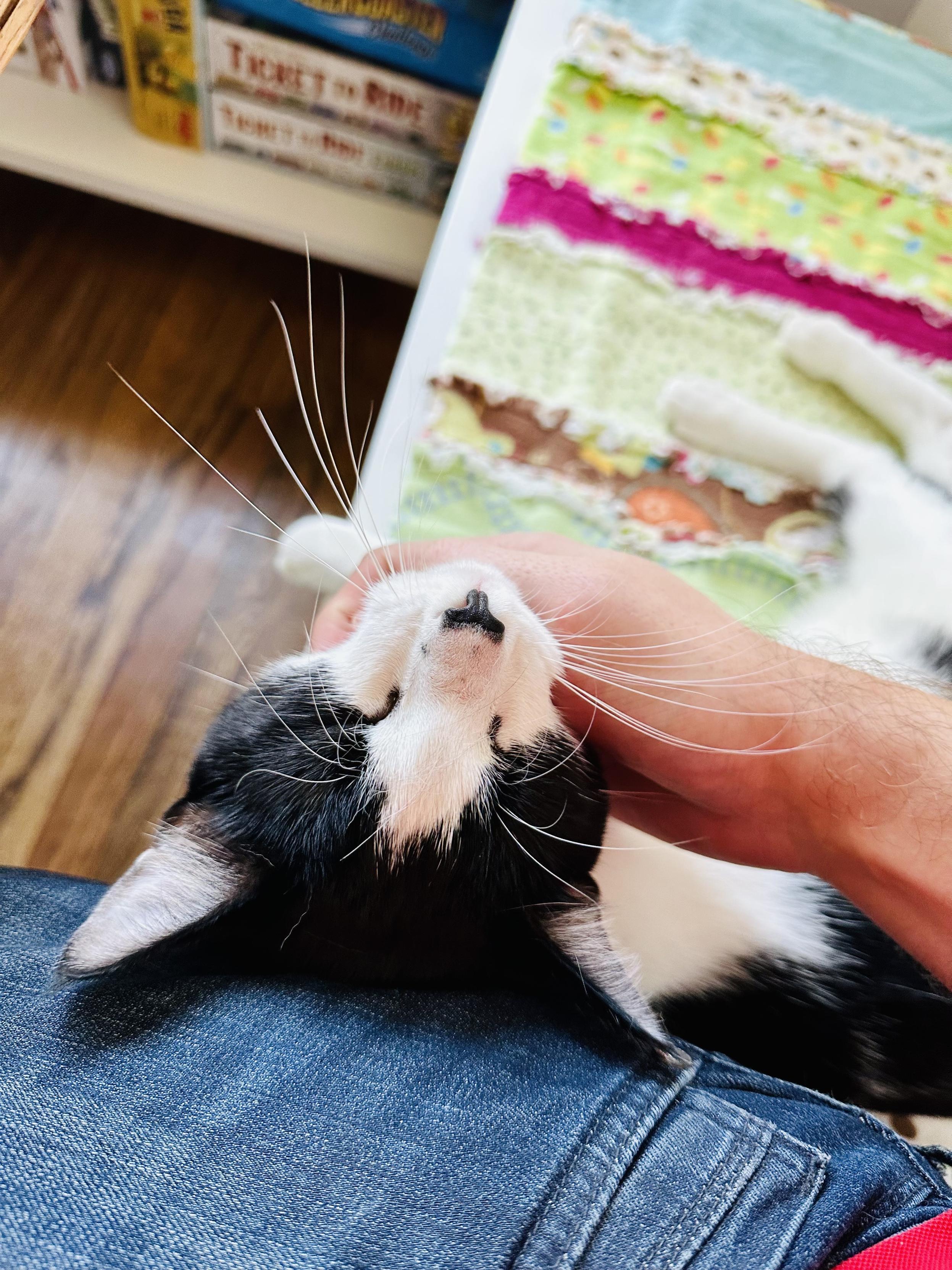 Photo of a cat getting scratched under his chin by a guy’s hand